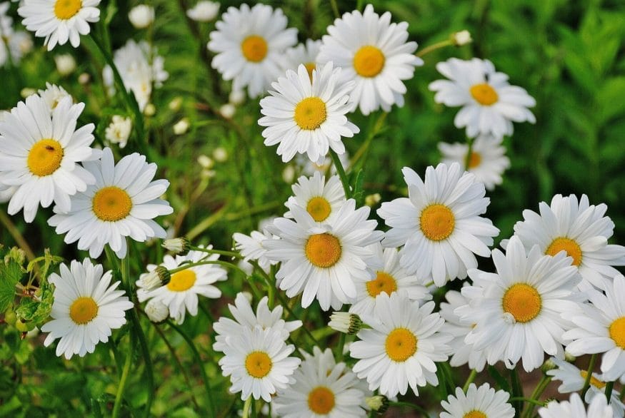 Daisies are represent all that is good and pure in the world
