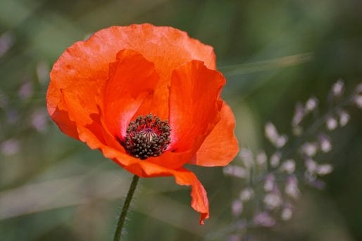 The taurus flower is the poppy The taurus flower is the poppy