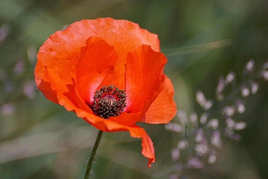 The taurus flower is the poppy