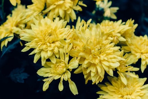Chrysanthemum is a great sagittarius flower, as it represents longevity and loyalty
