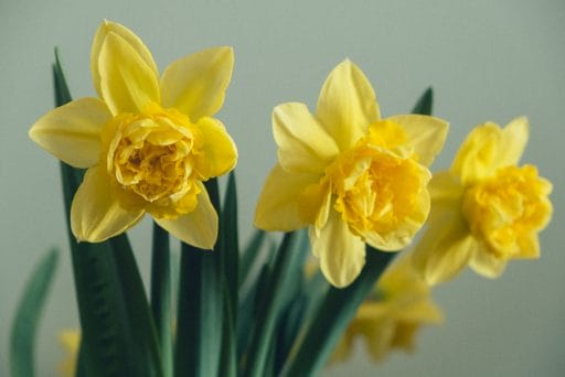 Narcissus is a lucky sagittarius flower, symbolic of this sign's love of adventure