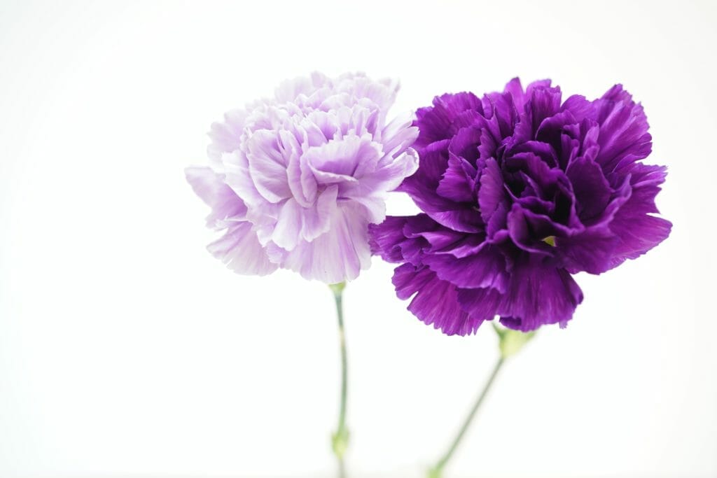 Carnation is the official sagittarius flower