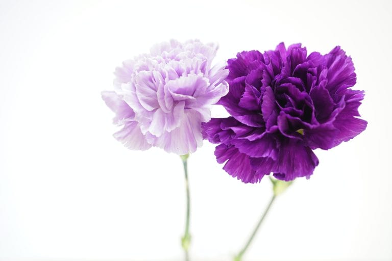 Carnation is the official sagittarius flower