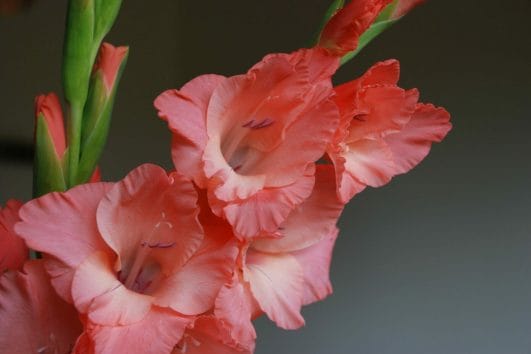 Gladiolus symbolizes strength of character, integrity, and honor - important values to sagittarians