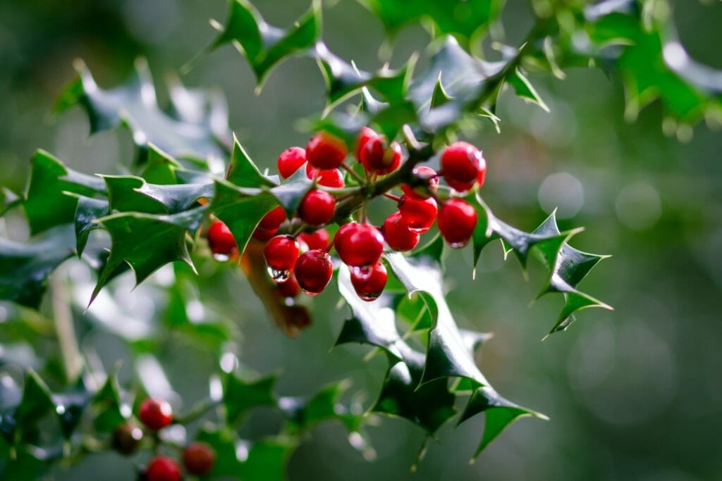 Holly is a great sagittarius flower, as it provides protection and comfort