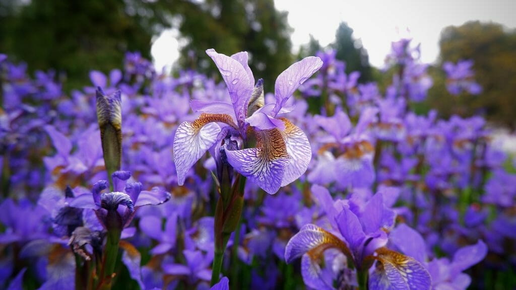 Irises are a great sagittarius flower, as they symbolize faith