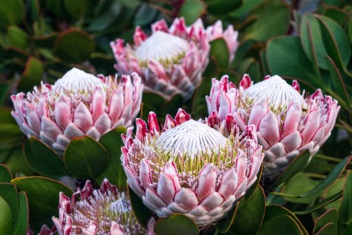 The protea flower symbolizes transformation and courage, making it a great sagittarius flower