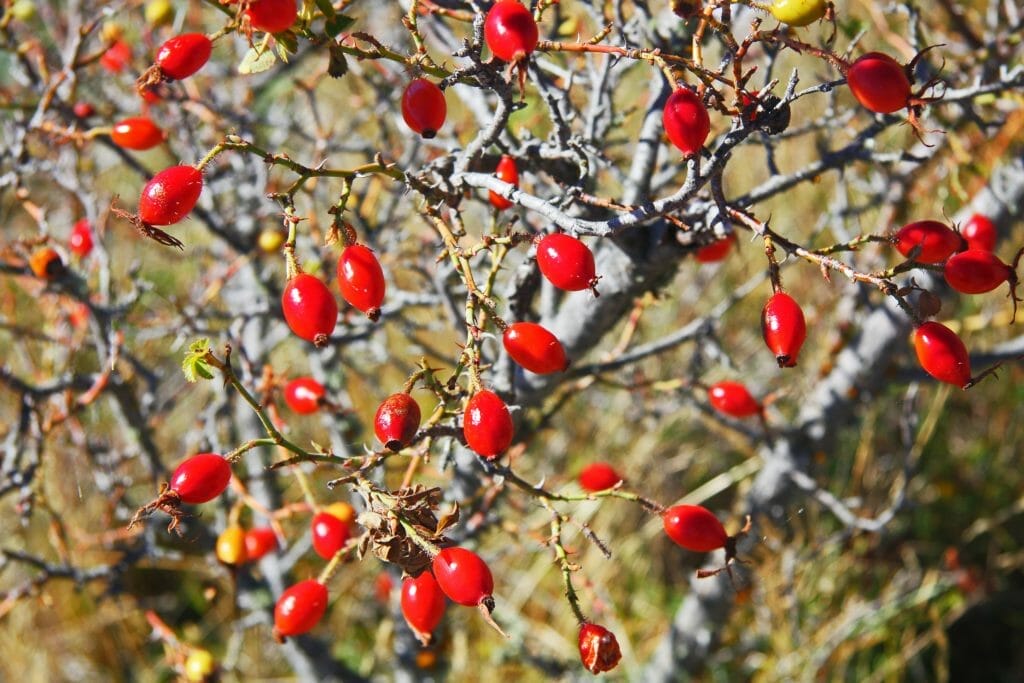 Rosehip carrier oil is a great natural remedy, rich in vitamin a, essential fatty acids, and antioxidants. It revitalizes the skin, among many other benefits.