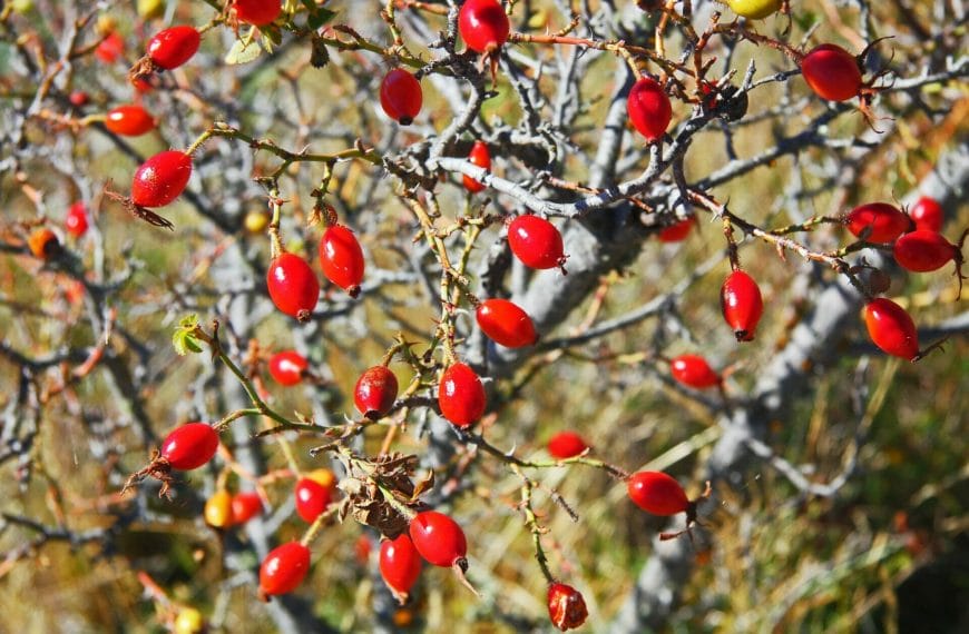 The benefits & uses of rosehip carrier oil