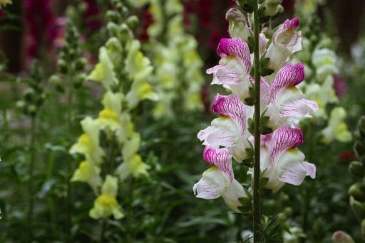 Snapdragon is a perfect symbol of sagittarius' ambition and creativity