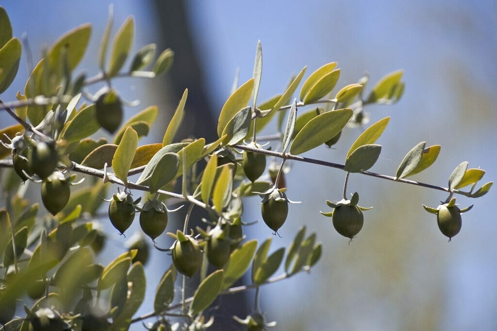 Jojoba oil is obtained from the seeds of the simmondsia chinensis plant