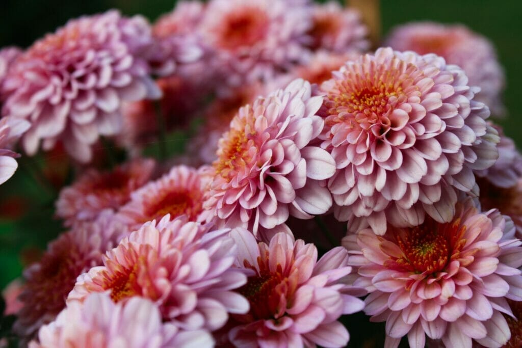 Signifying devotion and determination, chrysanthemums motivate us to stay committed to our goals and persevere through challenges