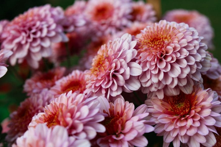Signifying devotion and determination, chrysanthemums motivate us to stay committed to our goals and persevere through challenges