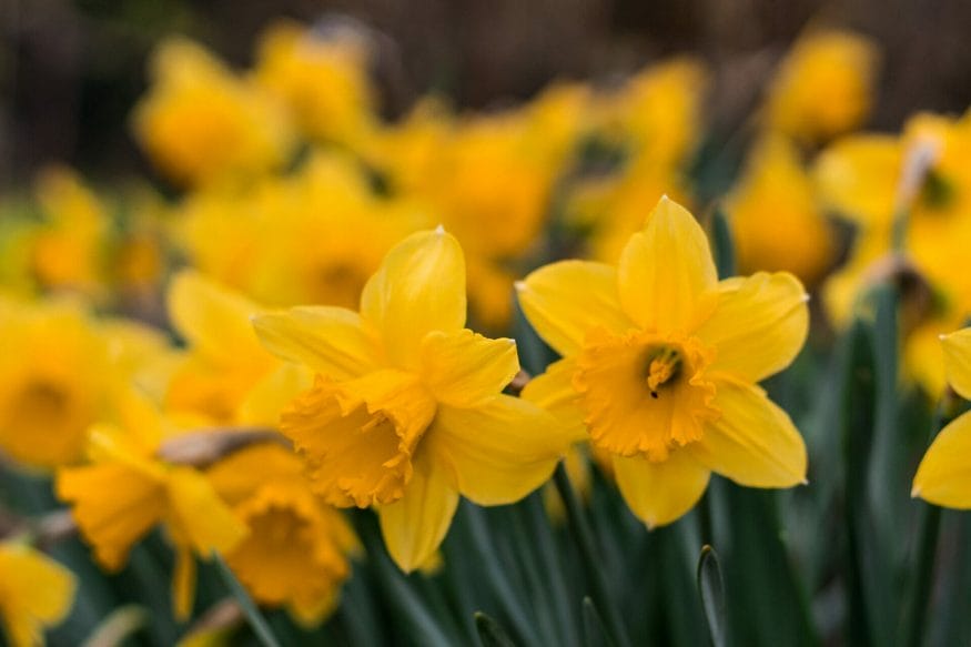 The daffodil encourages us to embrace change, pursue personal growth, and appreciate the ever-evolving journey of life