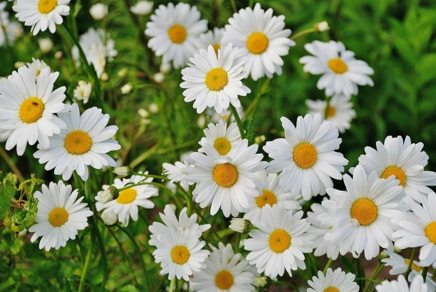 Radiating simplicity and innocence, the daisy brings a sense of purity and clarity to life, reminding us to find joy in the smallest moments