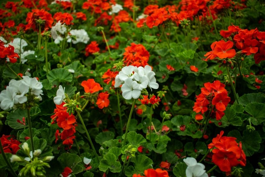Signifying strength and determination, geraniums empower people to face challenges head-on and persevere with unwavering courage