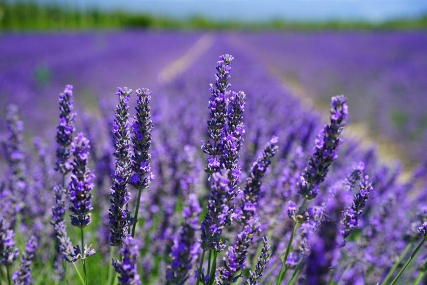 Calming and soothing, lavender provides us with moments of relaxation and inner peace amidst the chaos of life