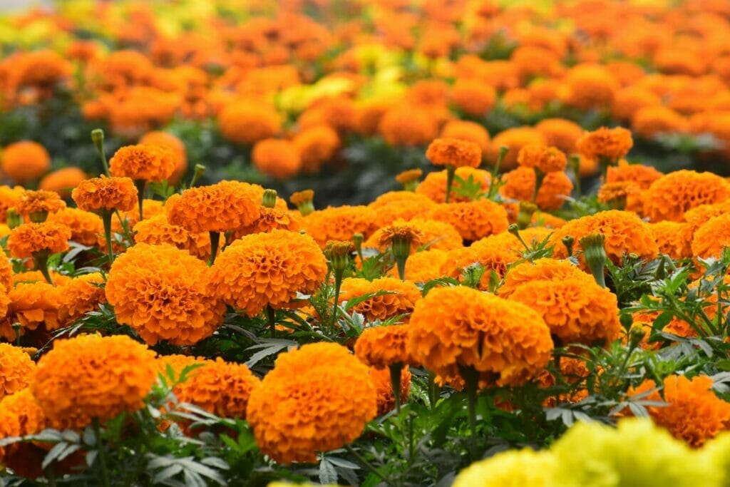 Marigold The vibrancy and energy of marigolds infuse life with passion and sparks creative inspiration