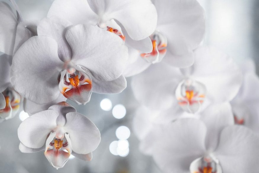 Exuding beauty and strength, the orchid can enhance charisma and remind us to embrace our unique elegance