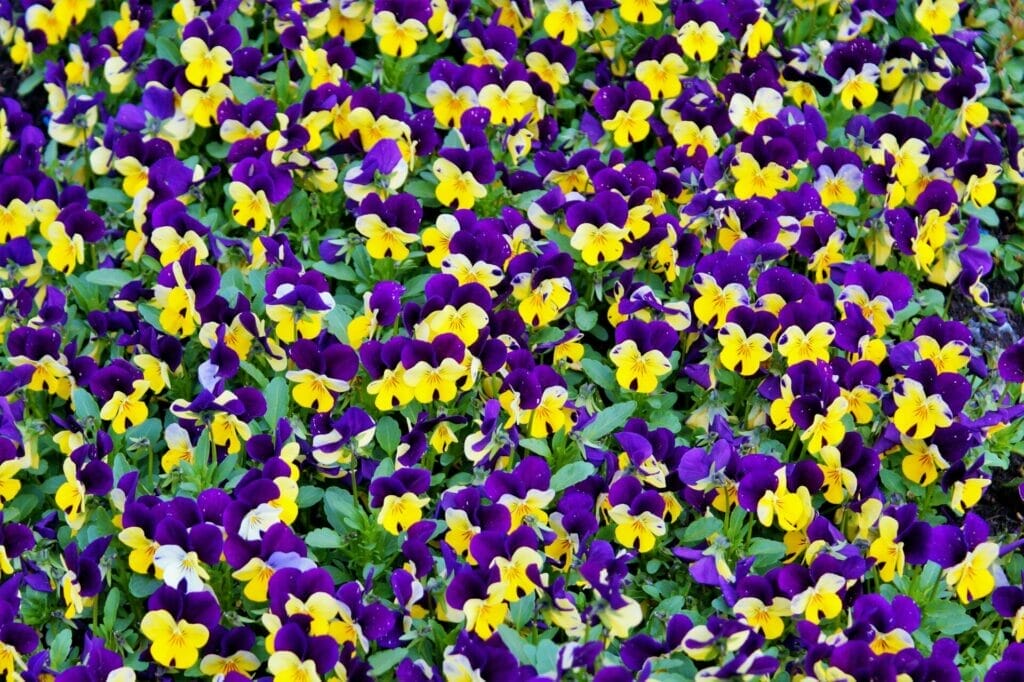 Pansies remind of the importance of cherishing meaningful relationships and cultivating genuine connections