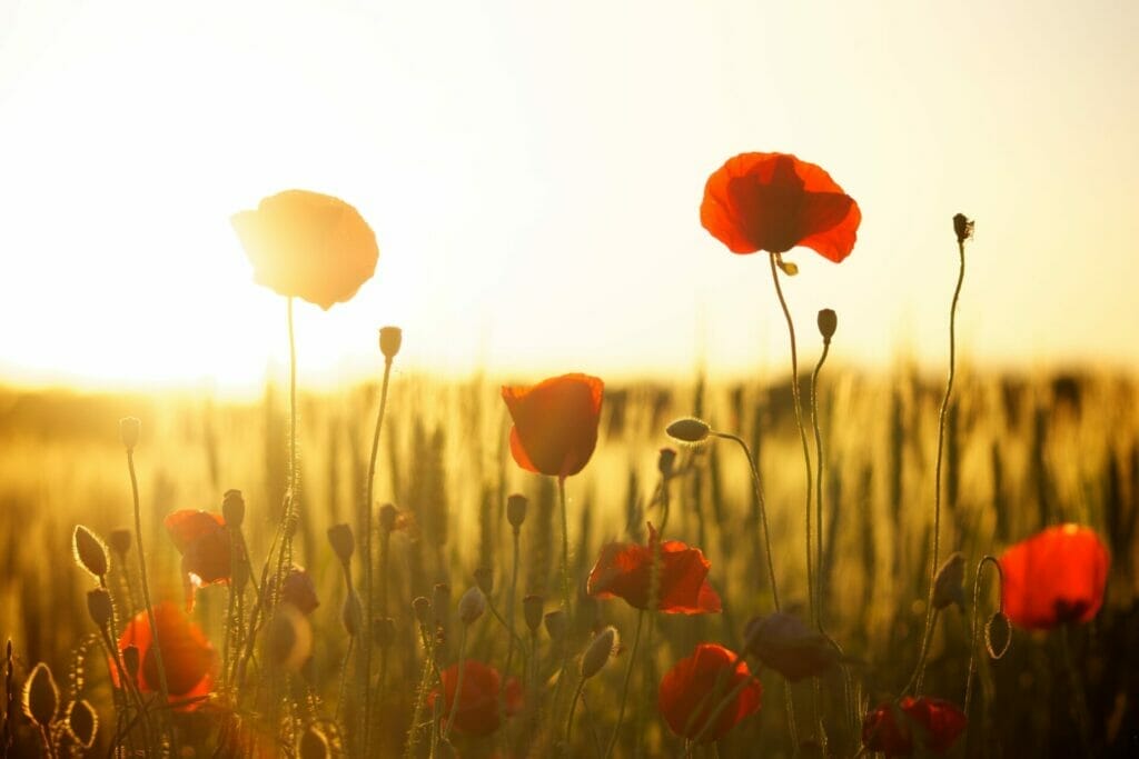 Representing creativity and strength, poppies can unleash your inner passion and resilience