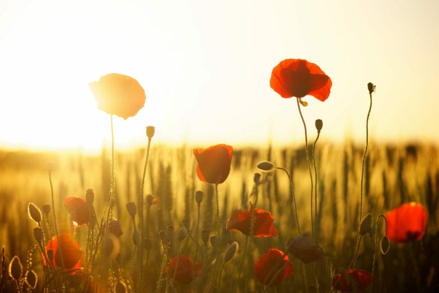 Representing creativity and strength, poppies can unleash your inner passion and resilience