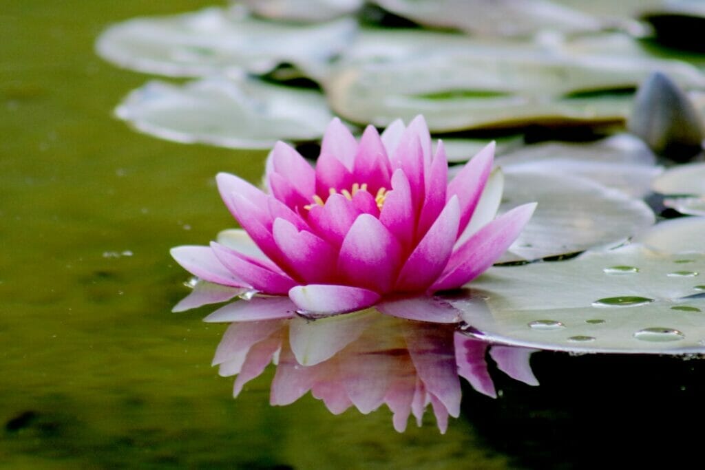 Water lilies facilitate the connection with our inner selves and enable us to trust our instincts