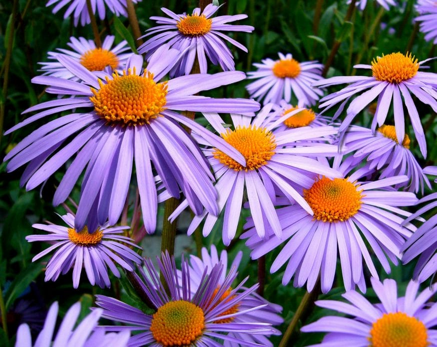 Thriving through changing seasons, asters encourage wisdom and patience in their wearer