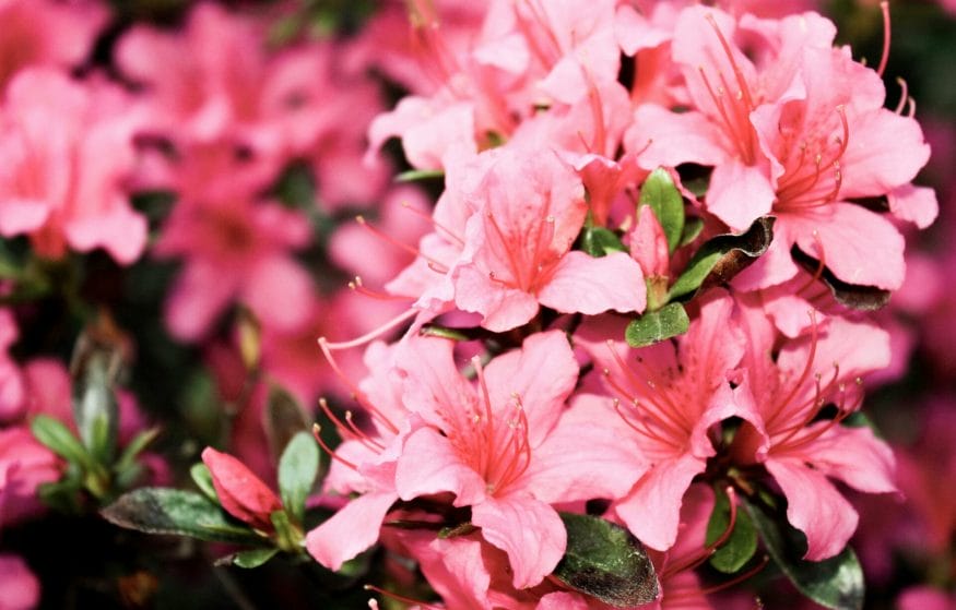 Azaleas are a known tool that promotes self-care and introspection
