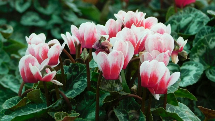 Cyclamen embodies the depth of sincere affections and the enduring strength of solitude