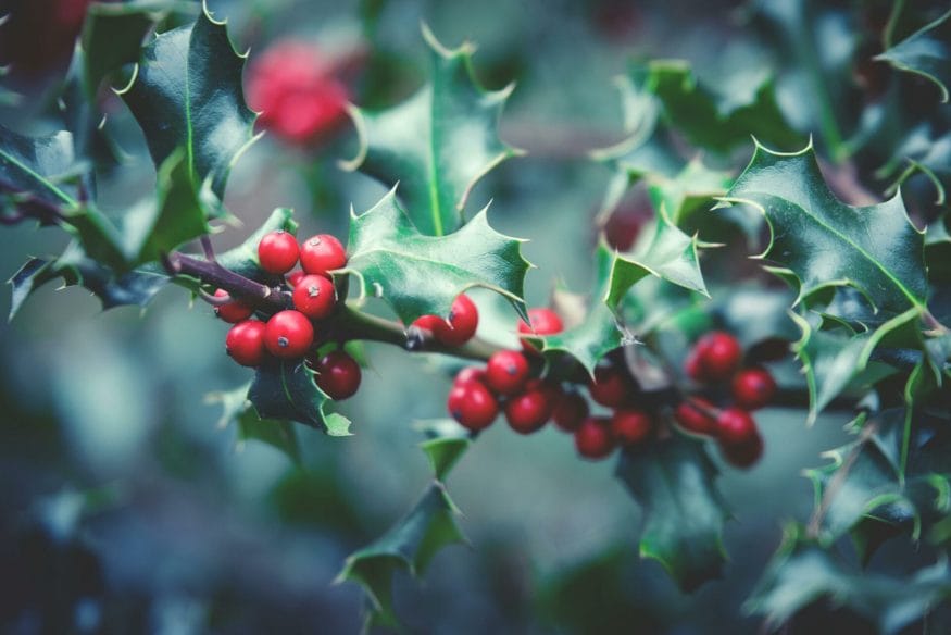 Holly, an emblem of resilience, provides a shield of foresight and defense