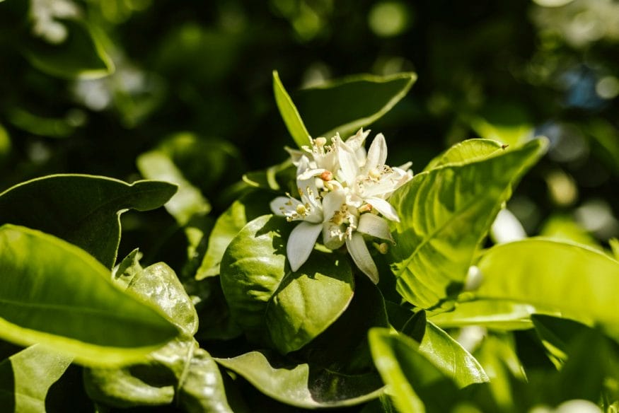 Jasmine, with its intoxicating aroma, brings warmth and sensuality, offering a soothing respite