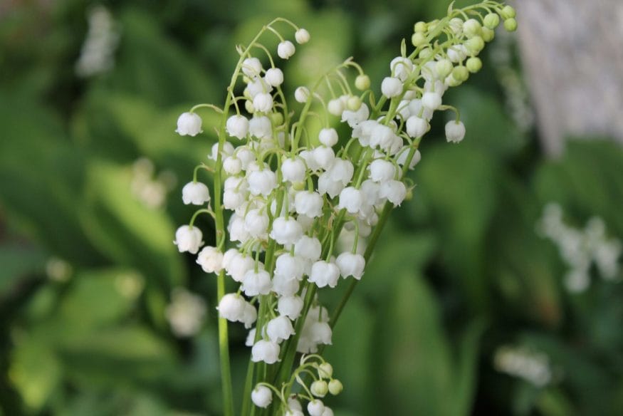 Symbolic of innocence, lilies of the valley encourage open and honest communication
