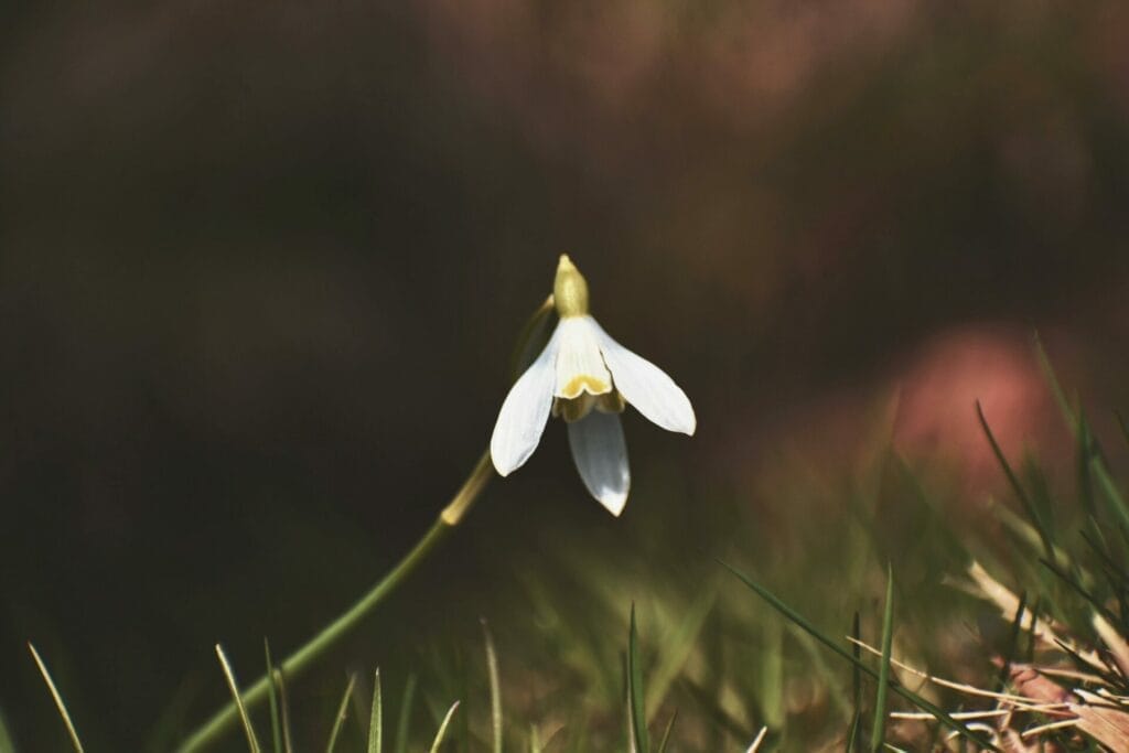 The resilient snowdrop, braving the coldest winter days, exemplifies unyielding hope and strength in new beginnings