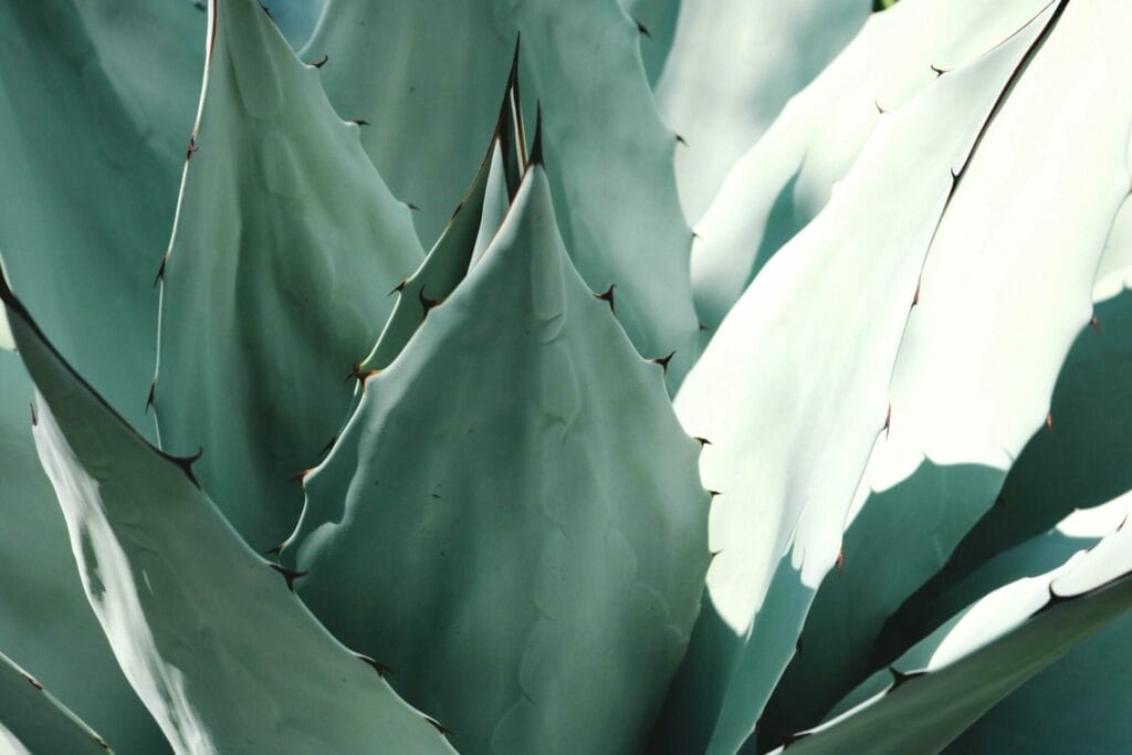 The aloe vera is a natural healer and protector of well-being