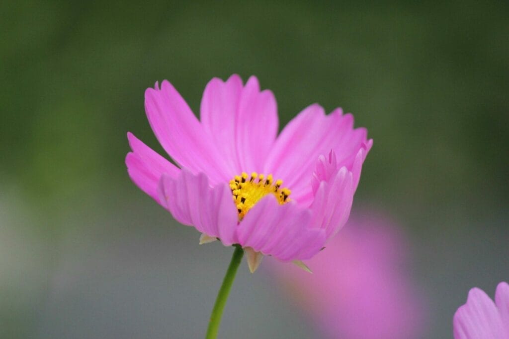 Cosmos flowers celebrate harmony and order