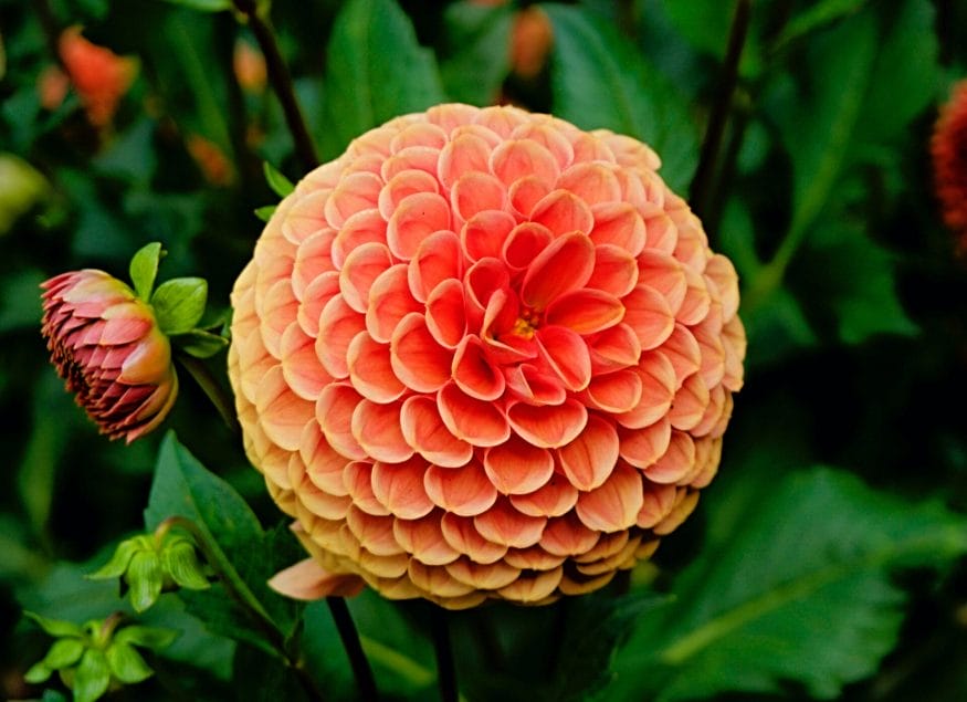 Dahlias are the epitomy of natural elegance, marking moments of personal triumph