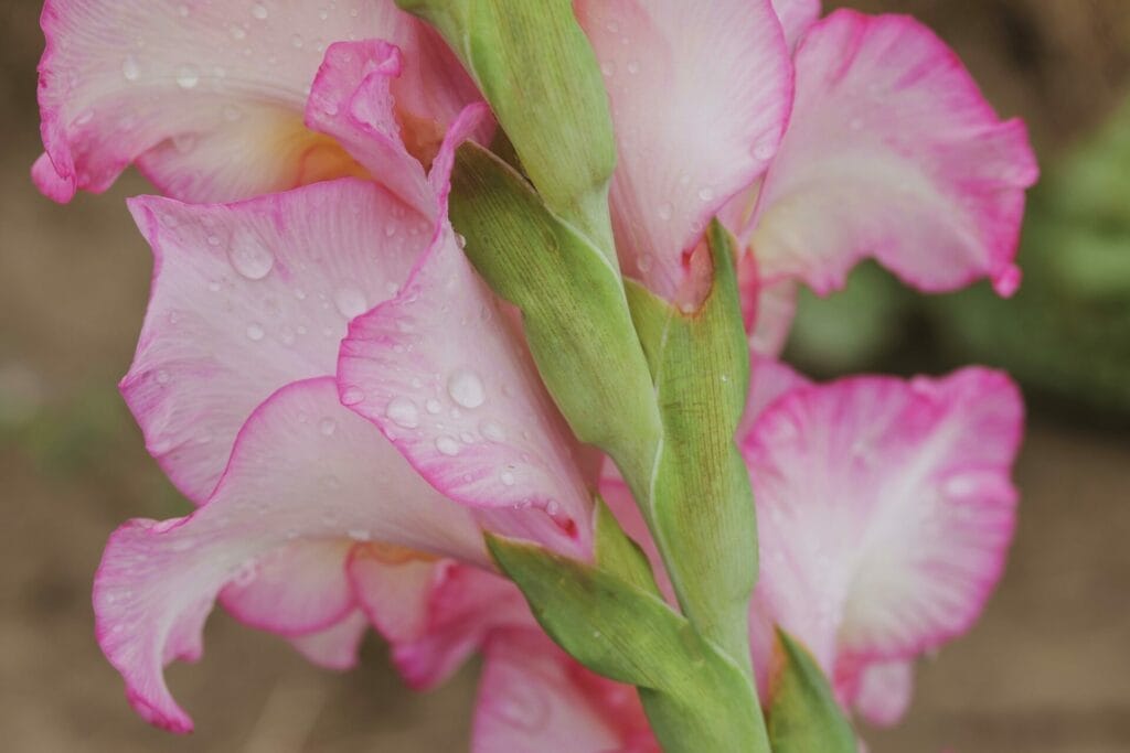 The gladiolus is a testament to strength of character and integrity