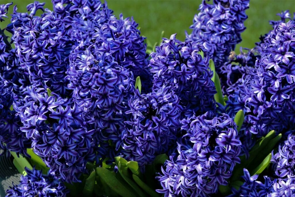 Hyacinths balance both playfulness and the tranquility of peace