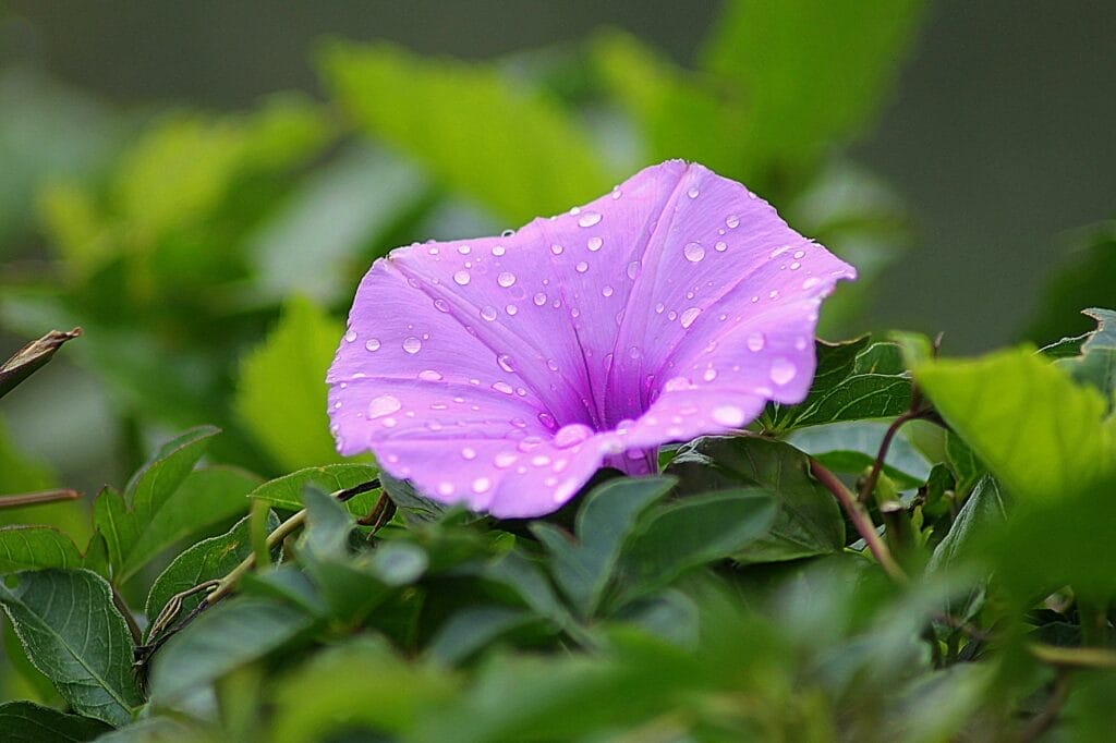 Morning glories are heralds of a new day and fresh beginnings