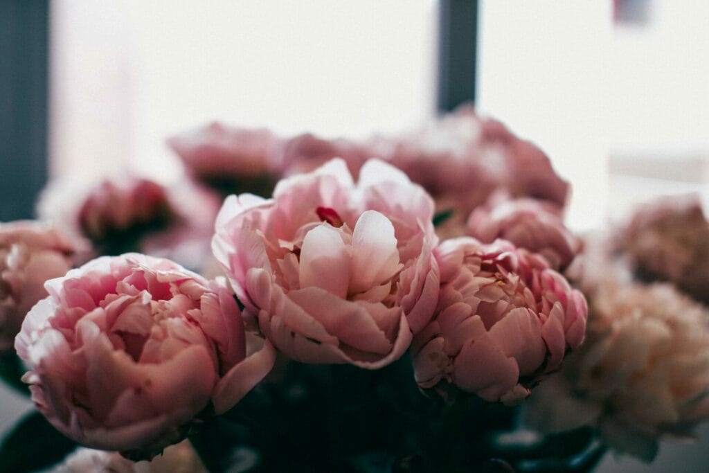Peonies, bursting with lush, rounded blooms, symbolize the rich tapestry of life