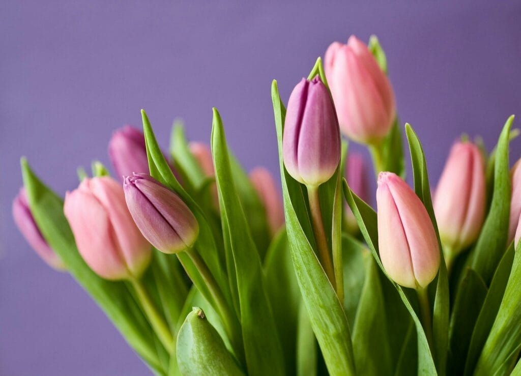 Tulips, in their vibrant simplicity, reflect one's straightforward approach to love