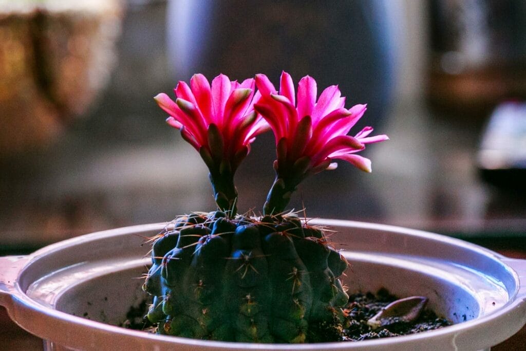 Cactus flowers serve as an inspiration for resilience and foster independence
