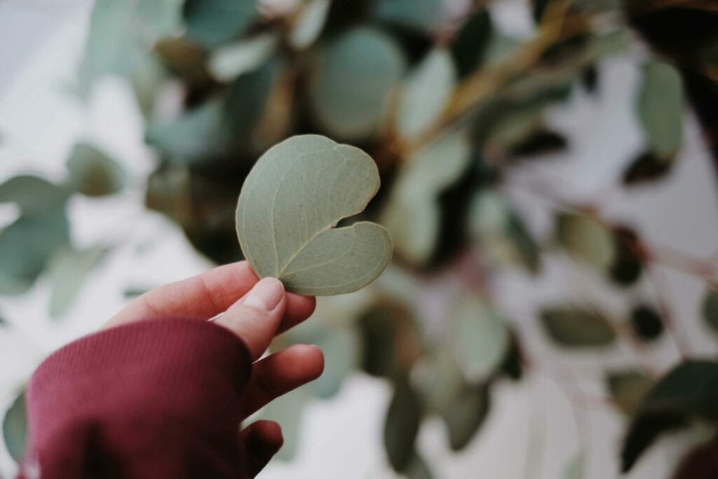 Eucalyptus has powerful rejuvenation properties, making it great for aromatherapy