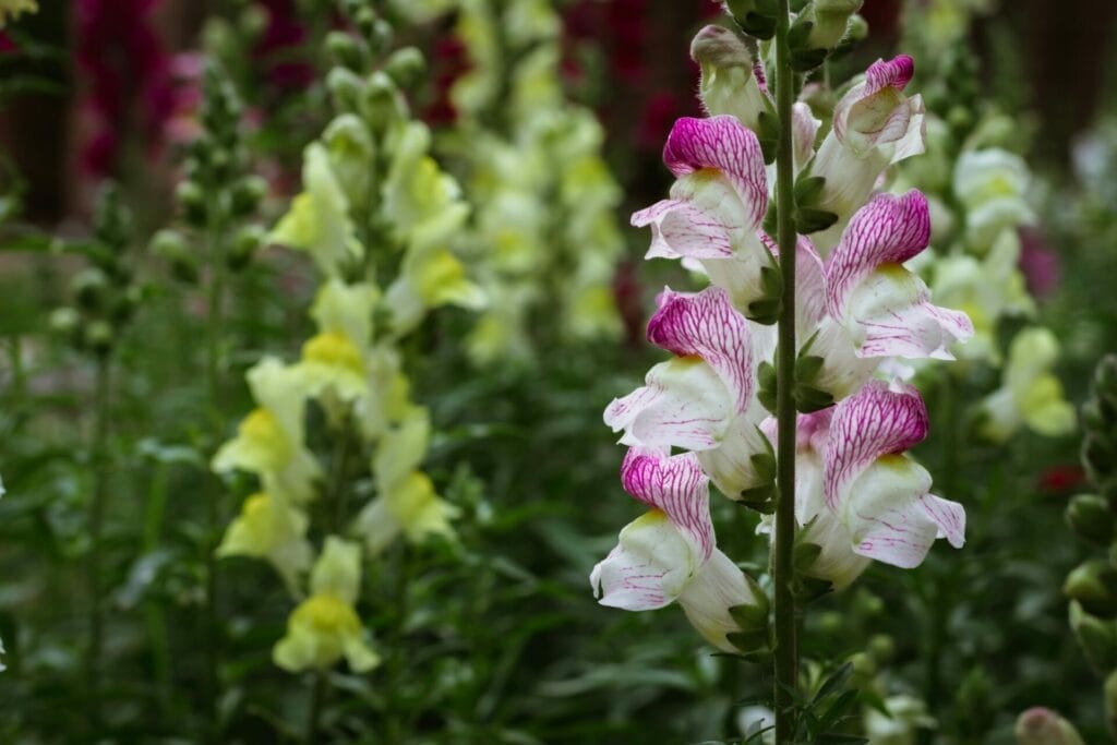 Snapdragons are thought to encourage self-expression and communication